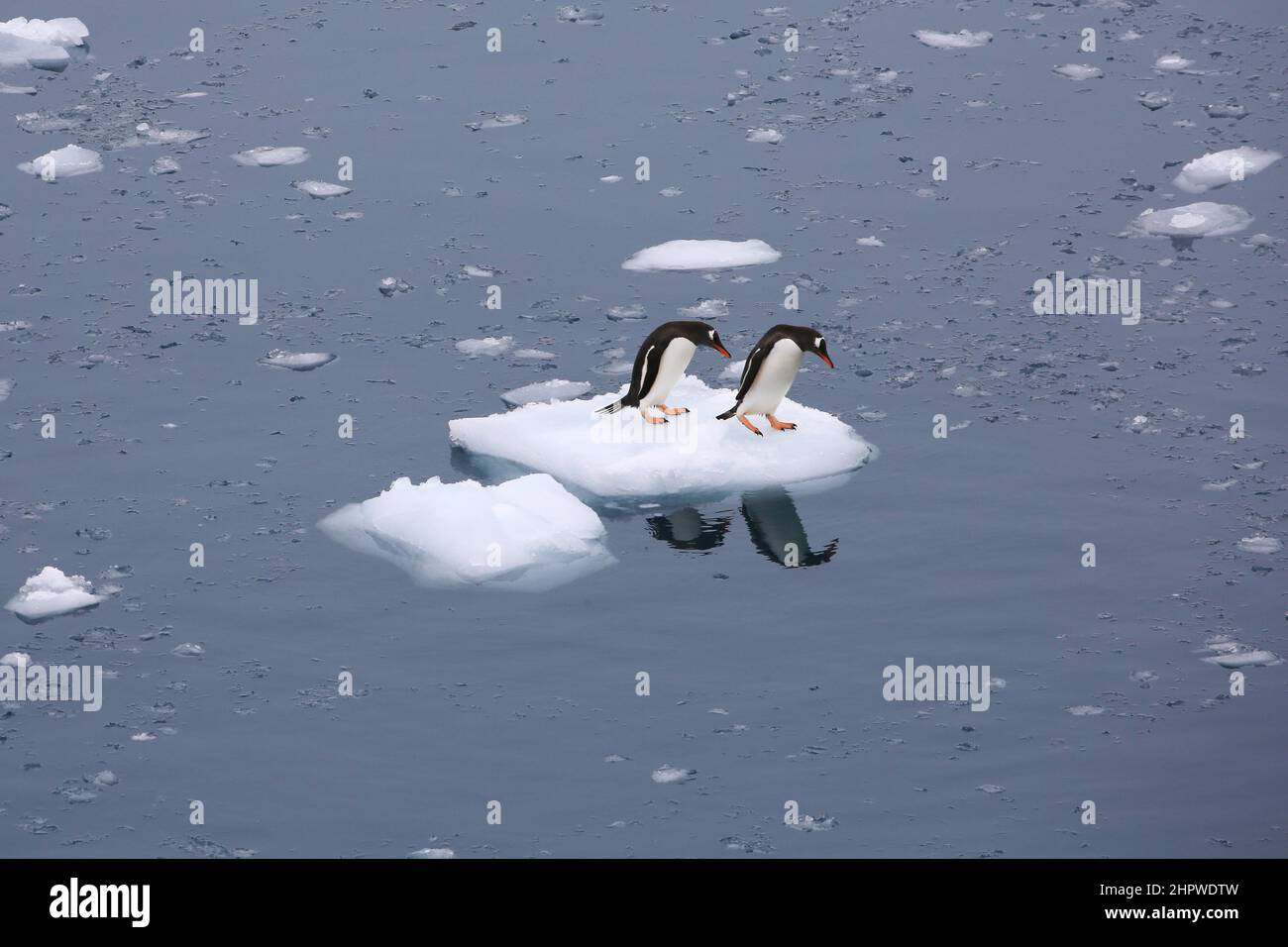 Dos pingüinos de Gentoo, de pie sobre un hielo, se están preparando para sumergirse de nuevo en el agua en Paradise Bay, Antártida, al este de la isla Bryde. Foto de stock