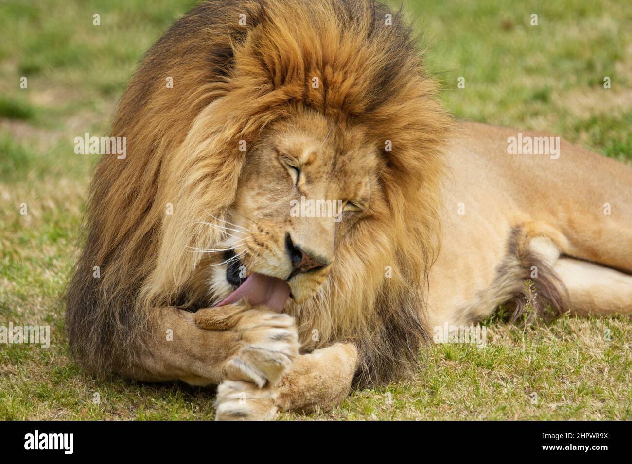 Los leones hermosos se relajan en un parque de animales dedicado a su  cuidado y bienestar Fotografía de stock - Alamy