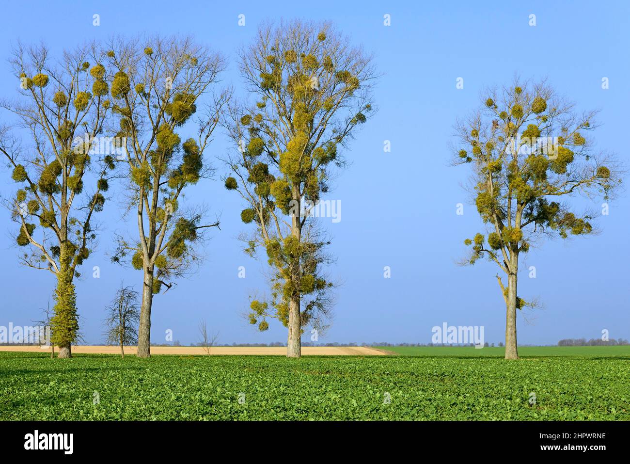 Poplar (Populus), hilera de árboles con muérdago (Viscum L.), Renania del Norte-Westfalia, Alemania Foto de stock