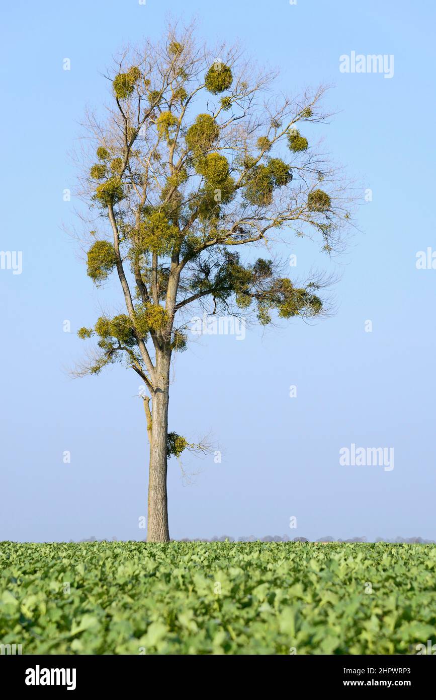 Alamo (Populus), árbol solitario con muérdago (Viscum L.), Renania del Norte-Westfalia, Alemania Foto de stock