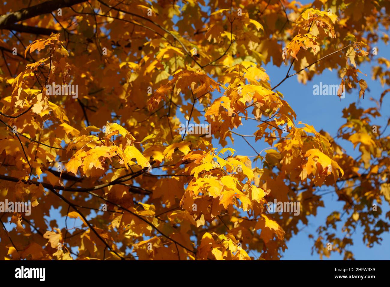 Arce (Acer), hojas de otoño amarillo dorado colgando de un árbol, Alemania Foto de stock