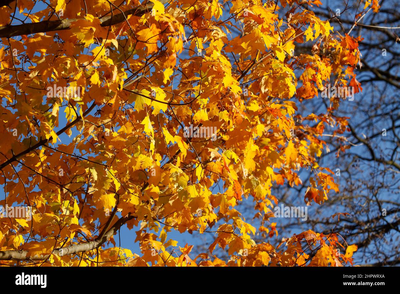 Arce (Acer), hojas de otoño amarillo dorado colgando de un árbol, Alemania Foto de stock