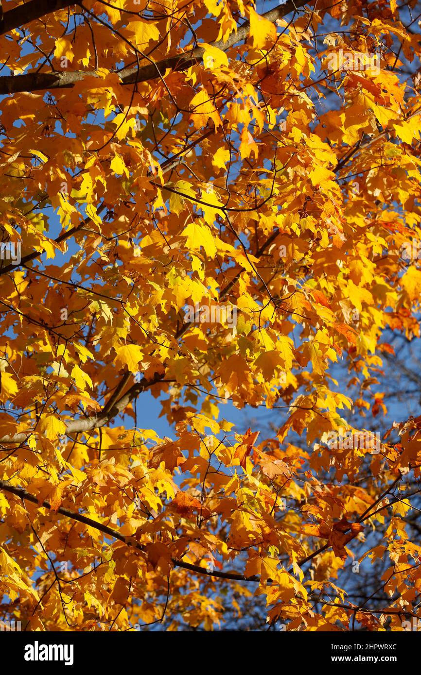 Arce (Acer), hojas de otoño amarillo dorado colgando de un árbol, Alemania Foto de stock