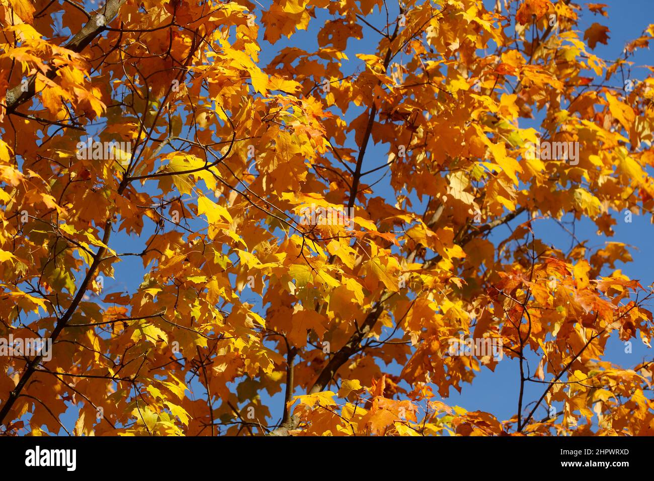 Arce (Acer), hojas de otoño amarillo dorado colgando de un árbol, Alemania Foto de stock