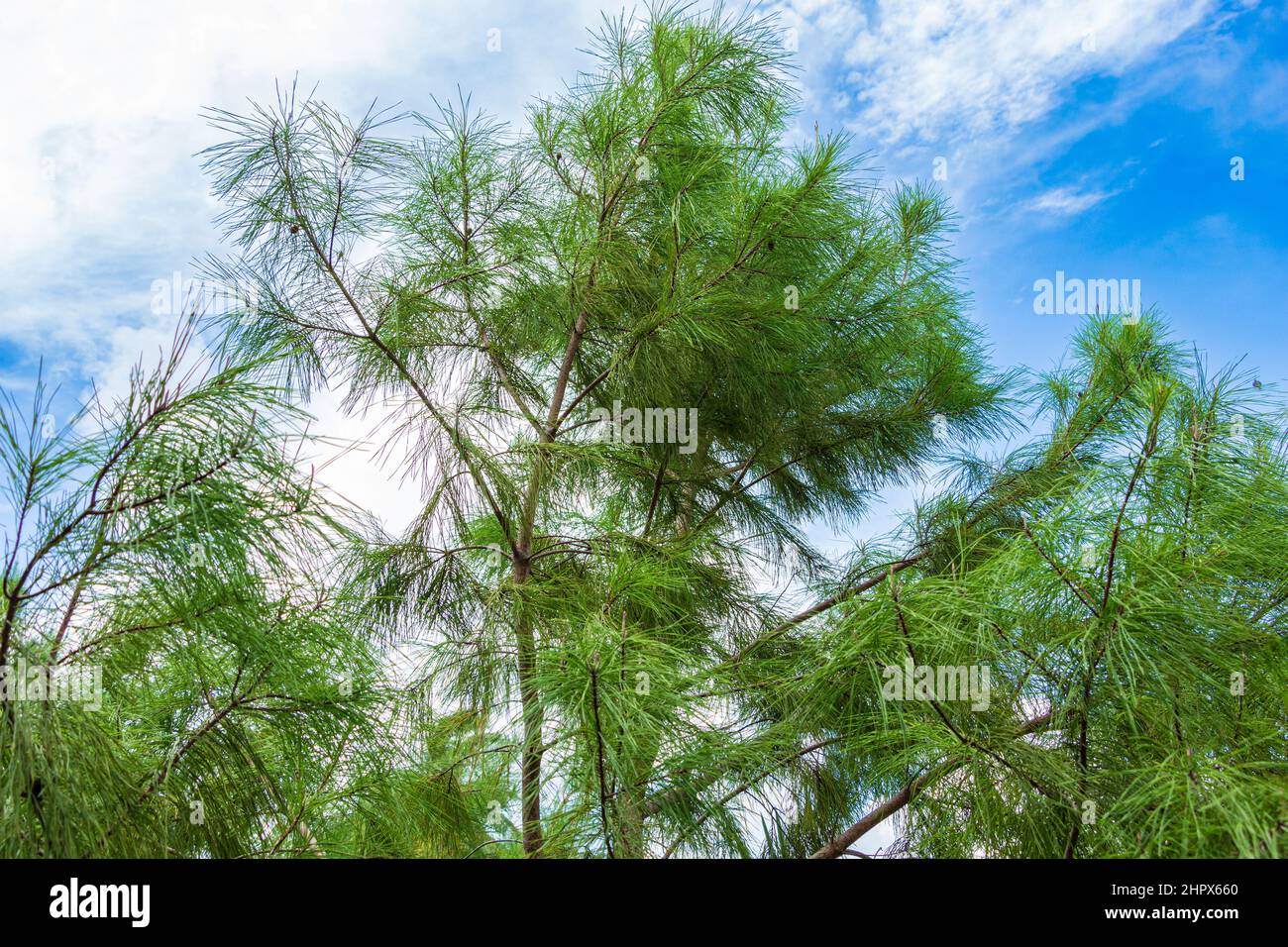 Pino de arena (Pinus clausa) - Davie, Florida, Estados Unidos Foto de stock