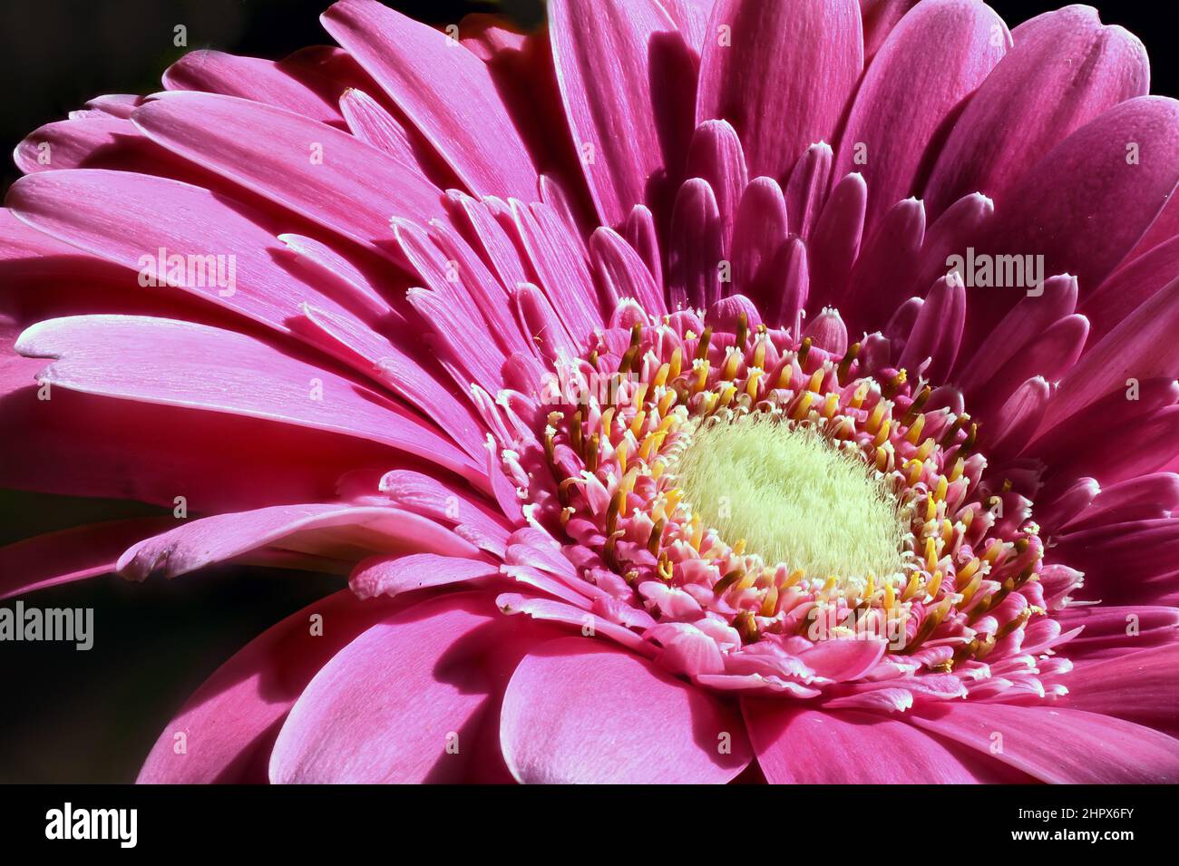 Flores de color rosa Gerbera macro de cerca. Mientras que las gerberas de  color rosa claro expresan admiración y simpatía, las de color rosa oscuro  son un símbolo de gratitud Fotografía de