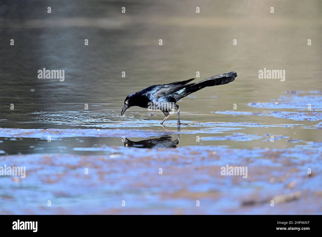 Grackle de gran arrastre - Quiscalus mexicanus Foto de stock