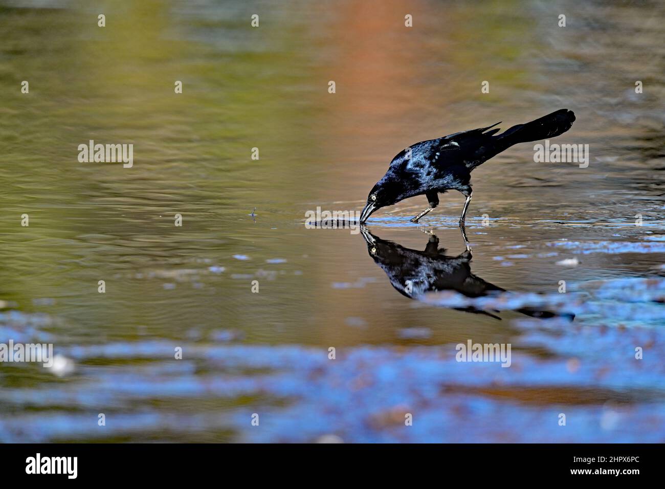 Grackle de gran arrastre - Quiscalus mexicanus Foto de stock