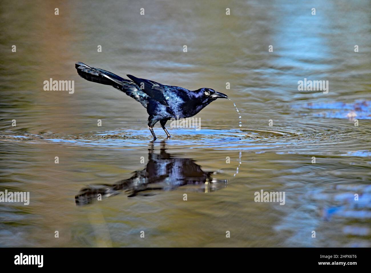 Grackle de gran arrastre - Quiscalus mexicanus Foto de stock