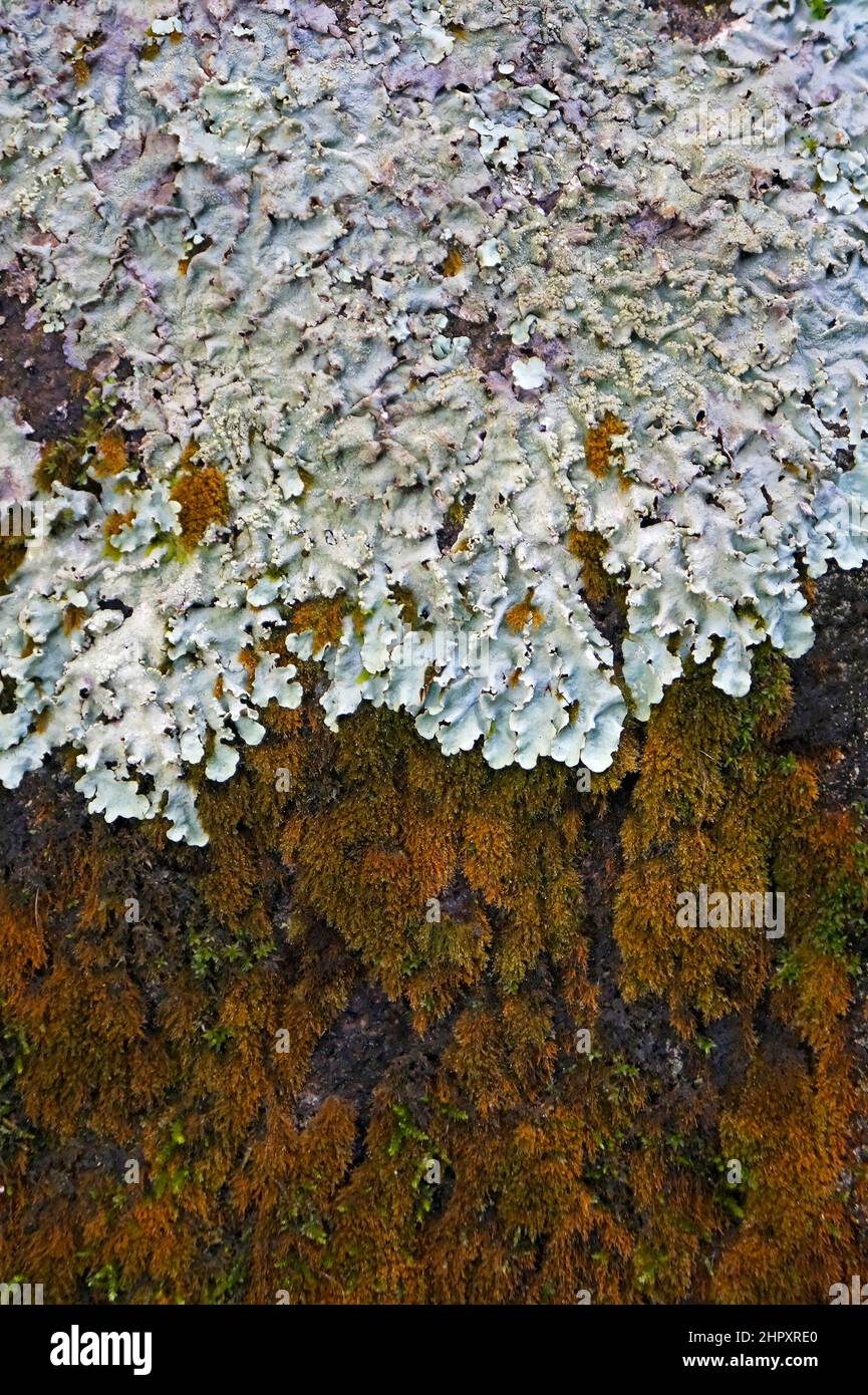 Liquen en roca, Río de Janeiro Foto de stock