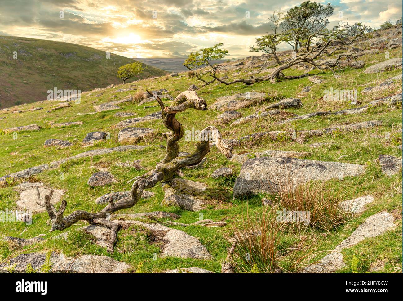 Árbol muerto en un paisaje en el Parque Nacional de Dartmoor, Devon, Inglaterra, Reino Unido Foto de stock