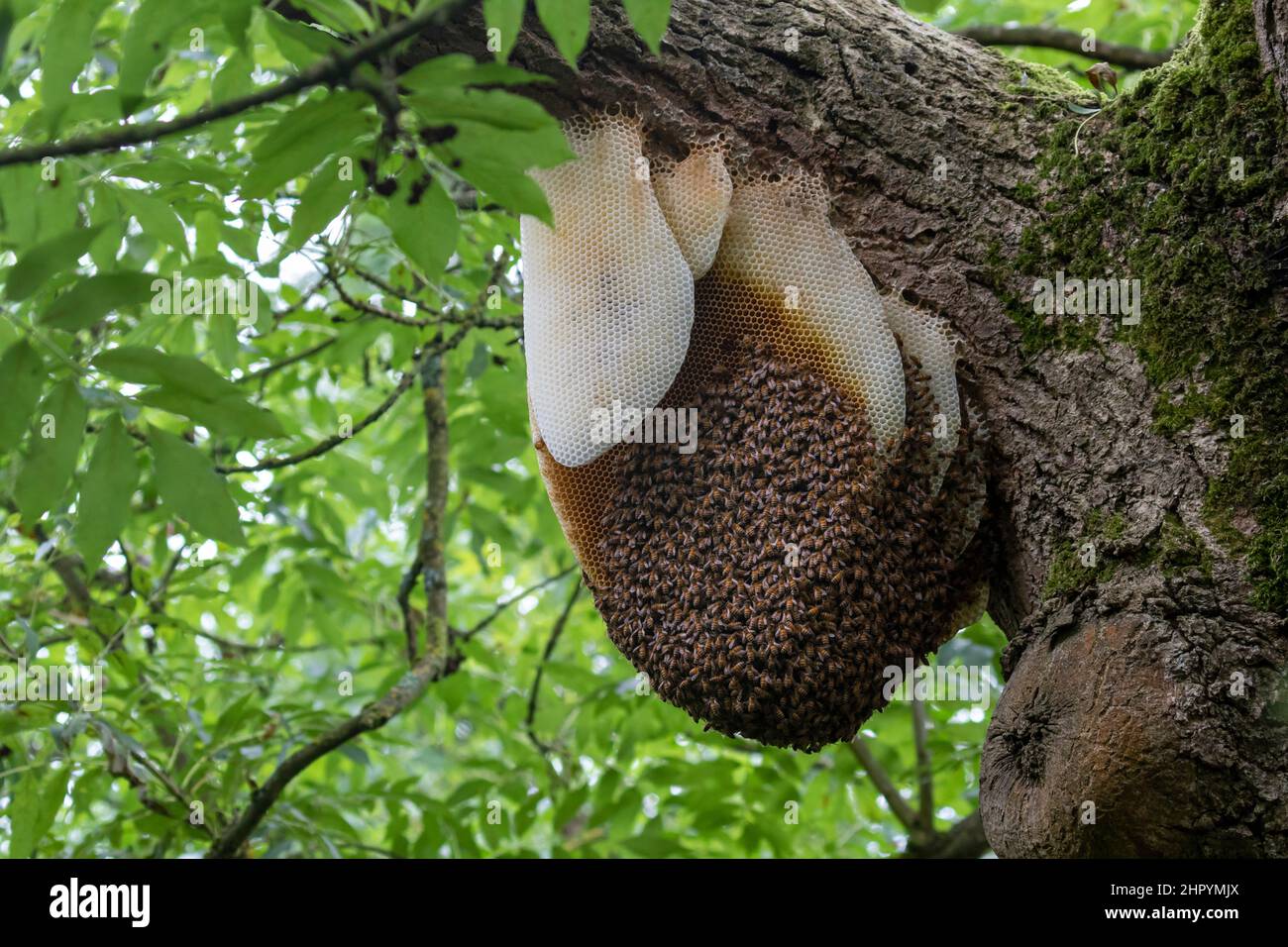 Abeja panal (Apis mellifera) se adhieren a un árbol, Inglaterra Fotografía  de stock - Alamy