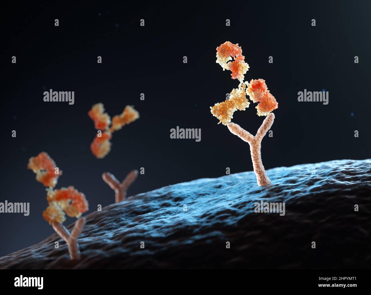 Anticuerpos humanos que se enlazan a los receptores de células humanas. Ilustración 3D Foto de stock