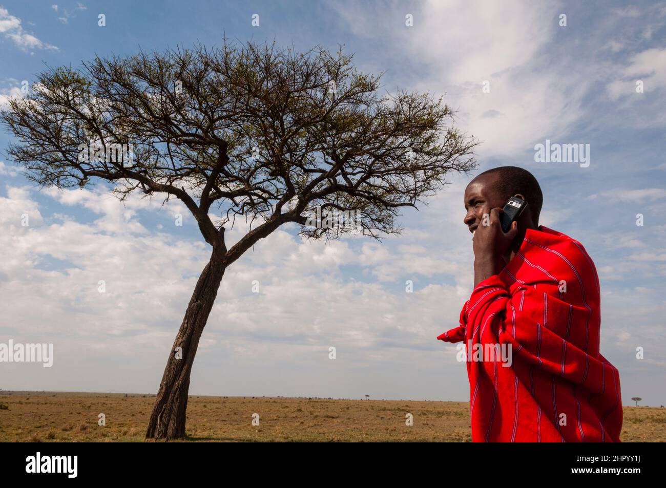 Un hombre masai hablando en un teléfono móvil cerca de un árbol de acacia. Reserva Nacional Masai Mara, Kenia. Foto de stock