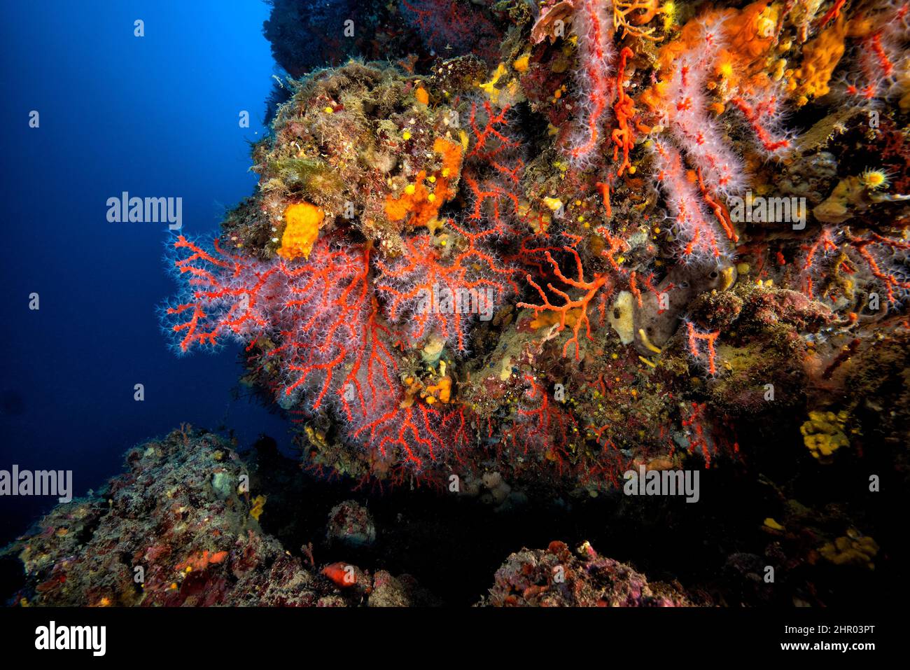 Coral rojo (Corallium rubrum) en arrecife, Palinuro, Campania, Italie Foto de stock
