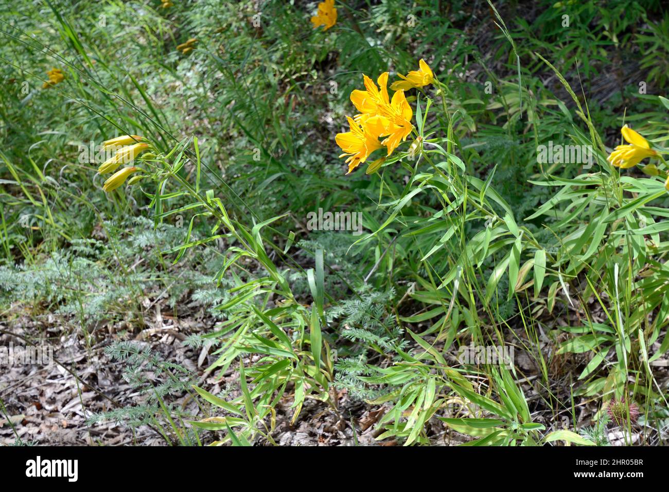 Lirio Inca (Alstroemeria aurea) Liliaceae nativa del sur de Chile, Parque Nacional Conguilio, IX Región de Araucanía, Chile Foto de stock