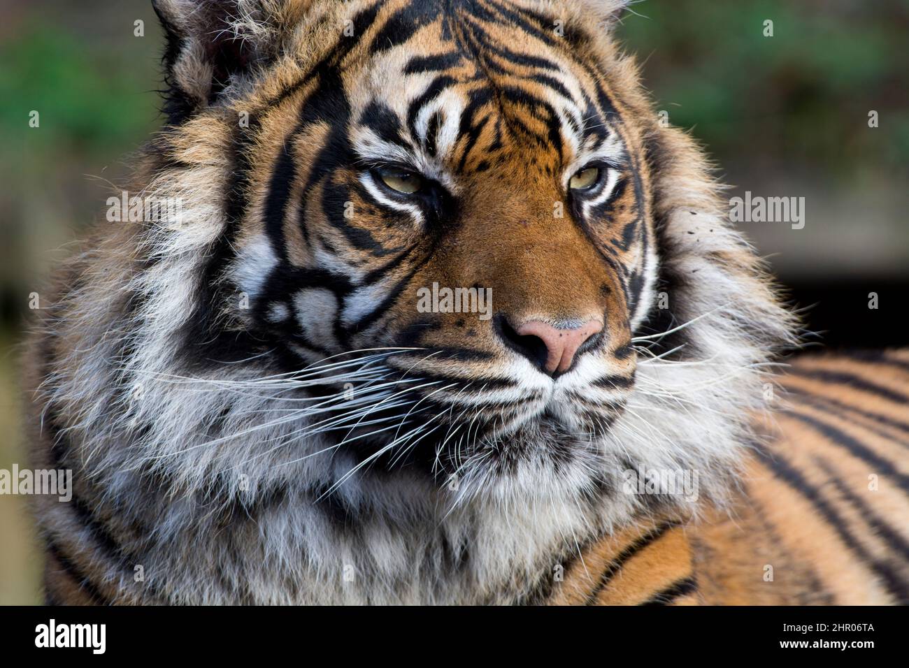 Tigre de Sumatra Retrato Foto de stock
