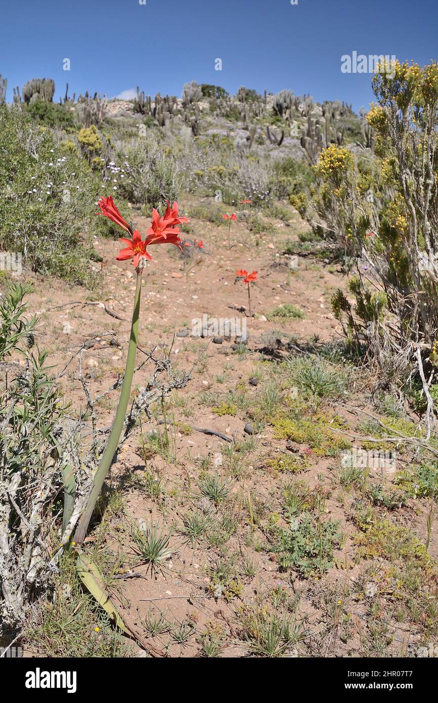 Lirio rojo de ananuca (Rhodophiala phycelloides), endémico chileno, florecimiento primaveral, alrededor de Los Vilos, IV Región de Coquimbo, Chile Foto de stock