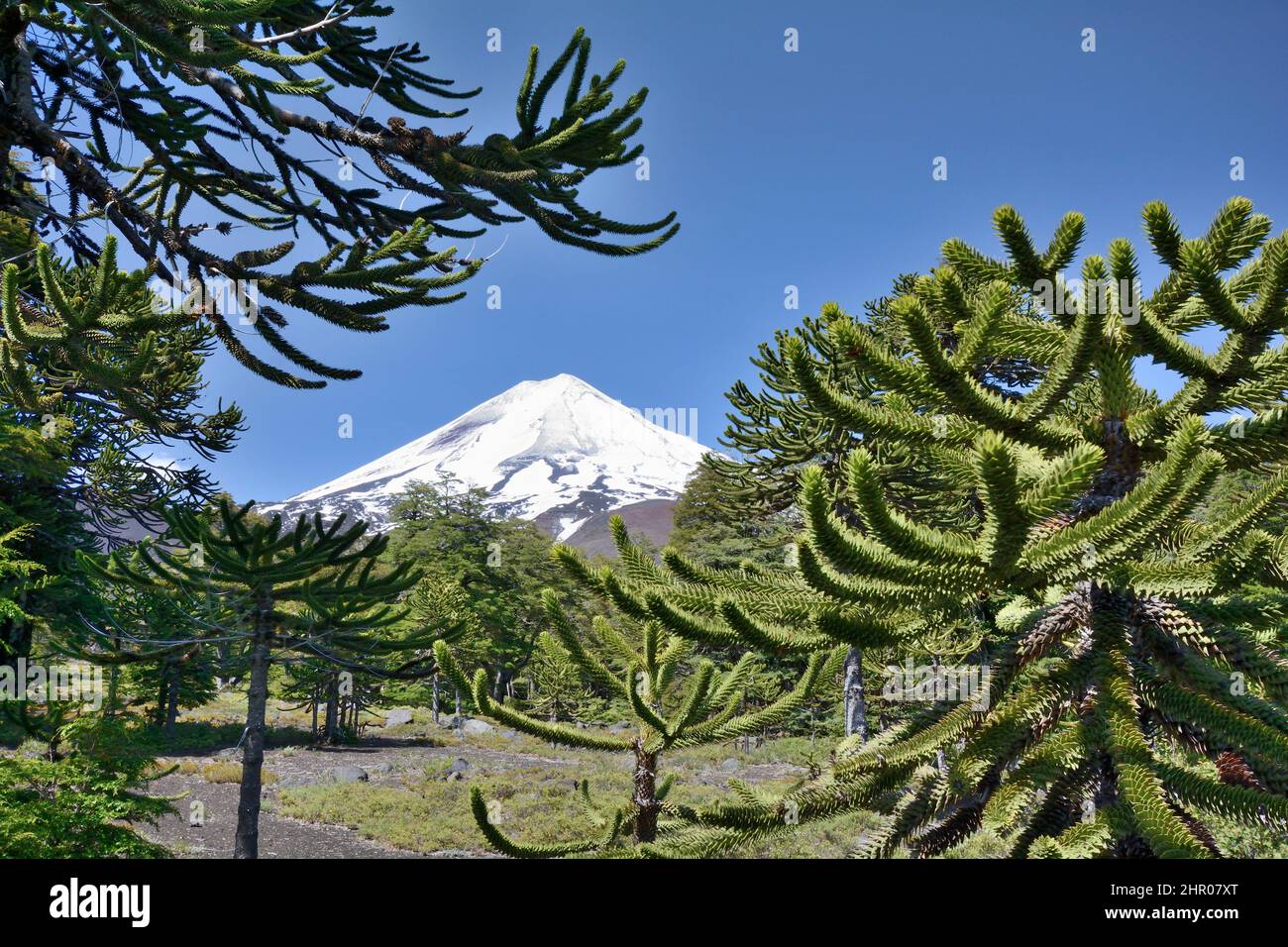 Volcán Llaima con árbol de rompecabezas (Araucaria araucana), Parque Nacional Conguilio, IX Región de Araucanía, Chile Foto de stock