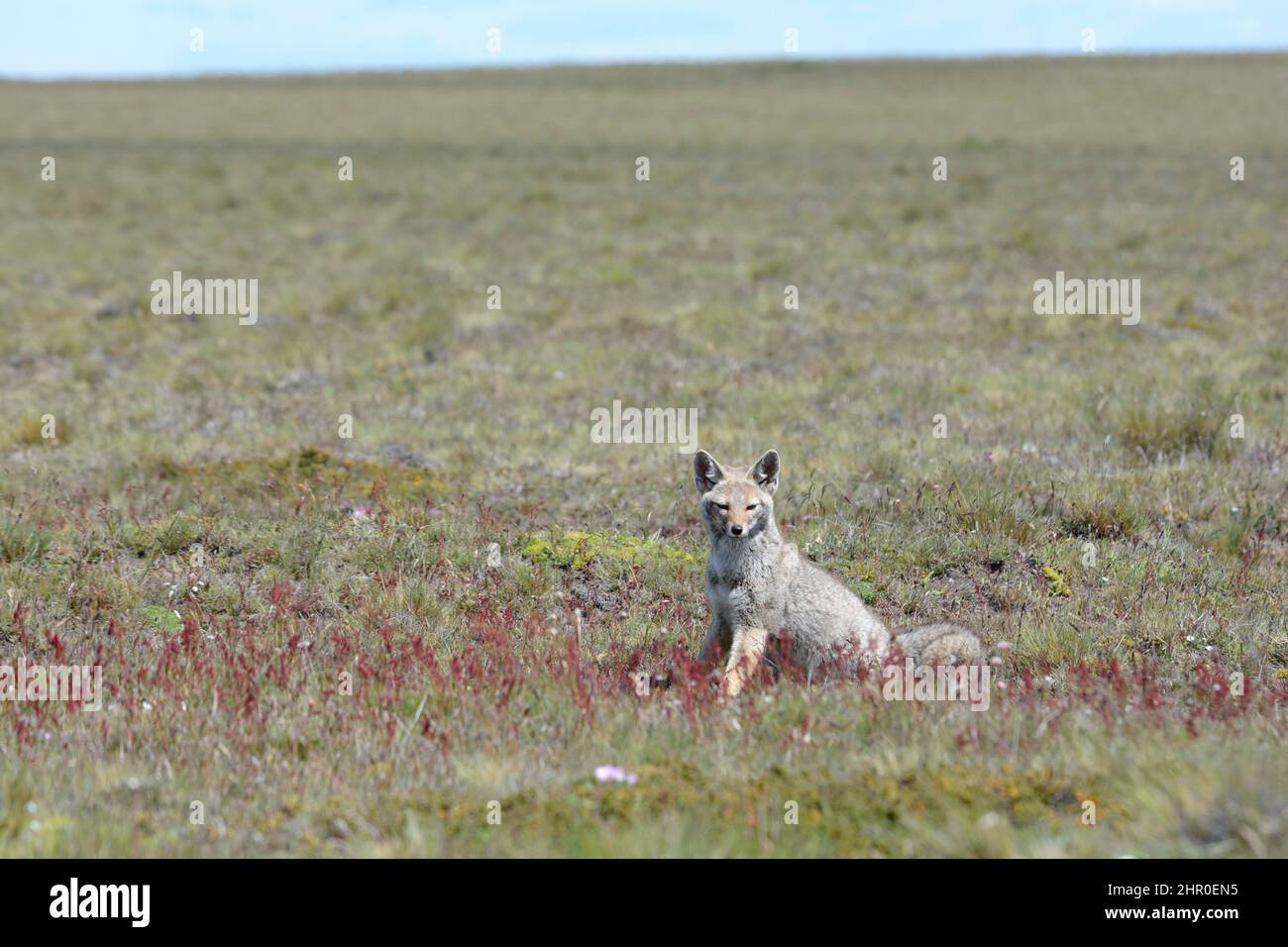 Culpeo Fox (Lycalopex culpaeus), adulto individual en primavera, Parque Nacional Pali Aike, XII Región Magallanes y Antártida chilena, Chile Foto de stock