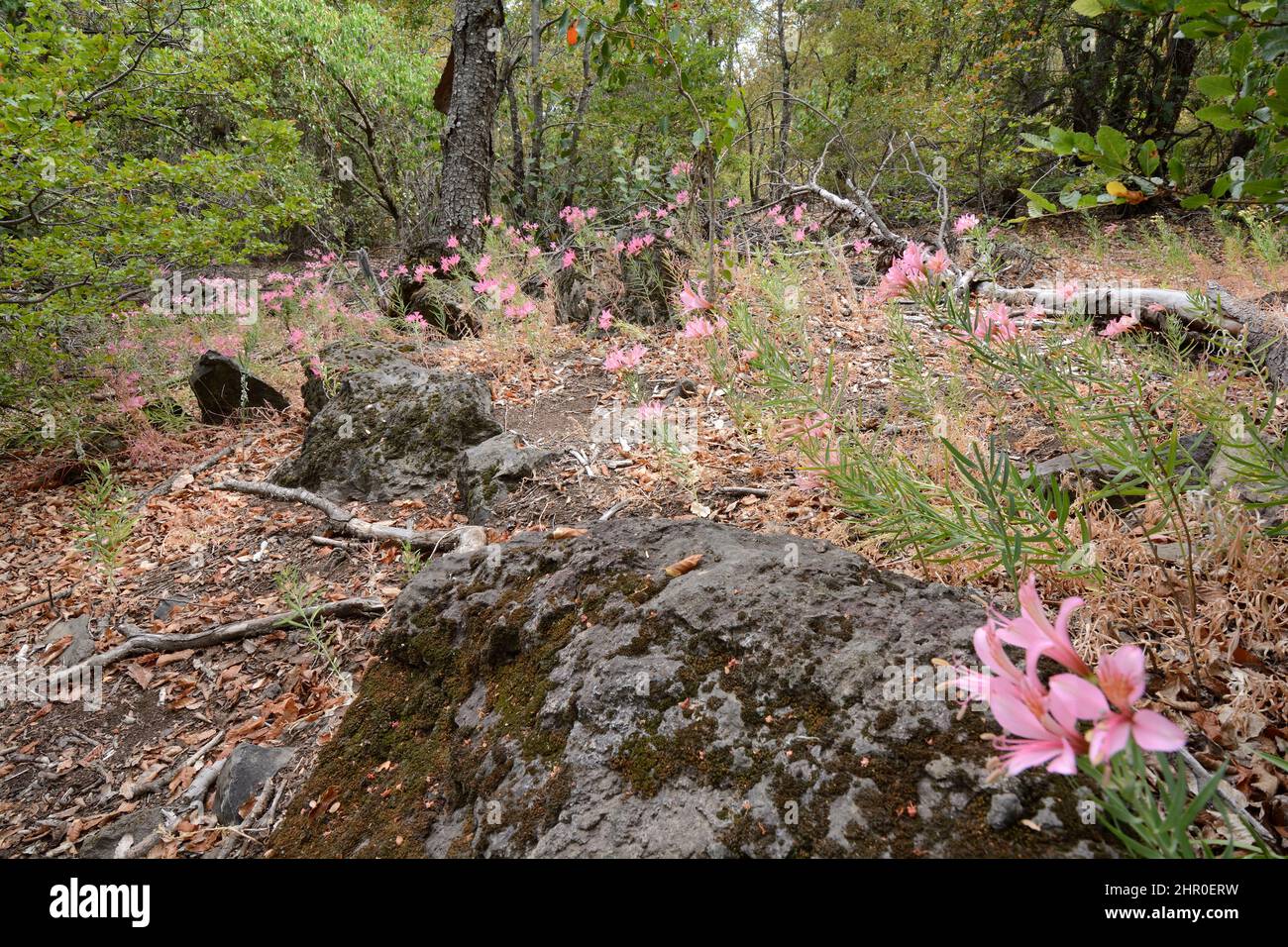 Parrotlily (Alstroemeria presliana) en el subcrecimiento de Nothofagus, Parque Nacional Radal Siete Tazas, VII Región del Maule, Chile Foto de stock