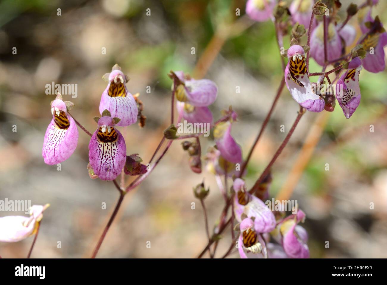 Capachito fotografías e imágenes de alta resolución - Alamy