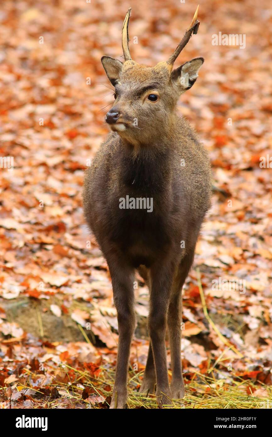 Ciervo de Sika (Cervus nippon) en otoño Foto de stock