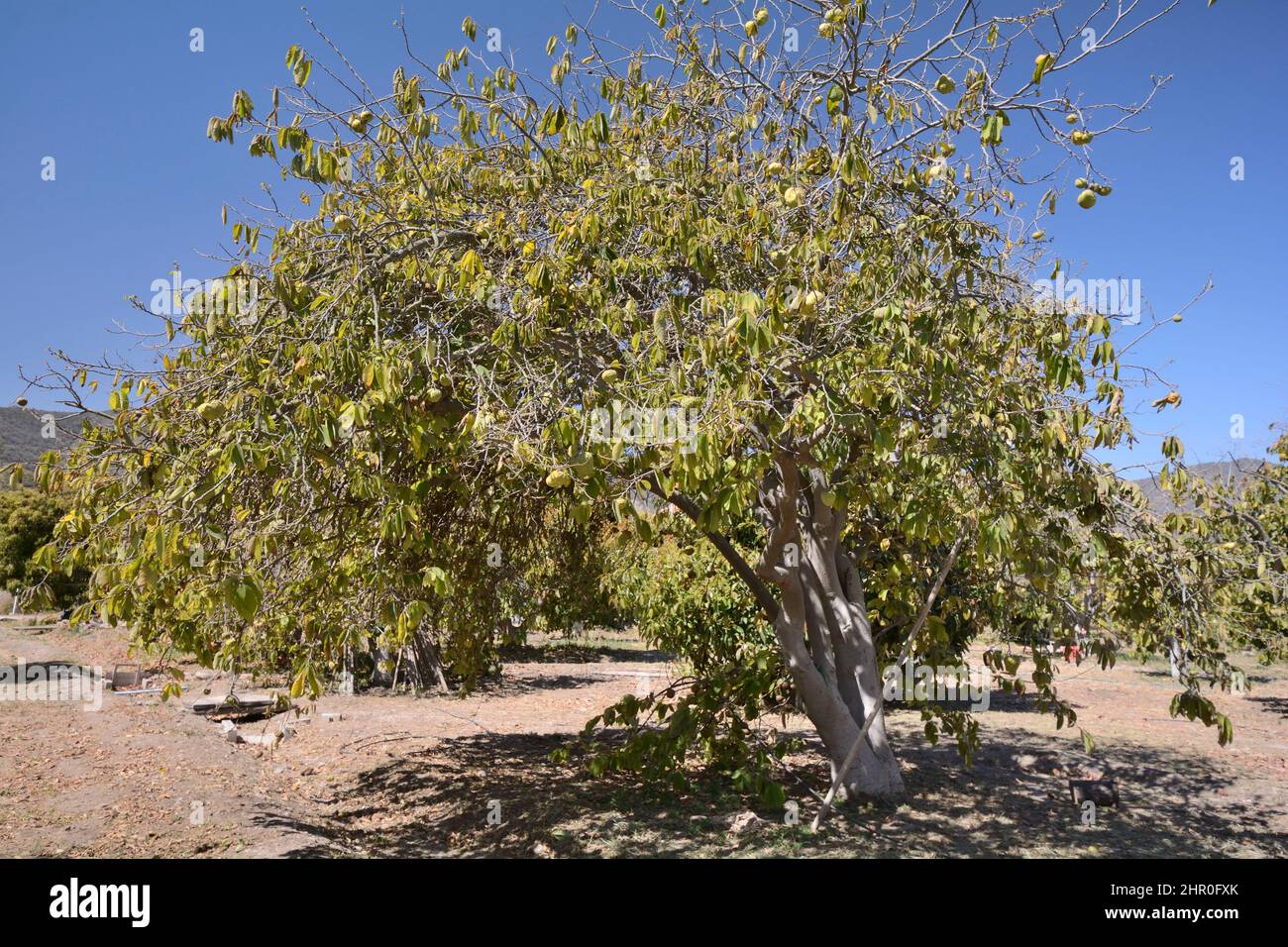 Chirimoya Arbol