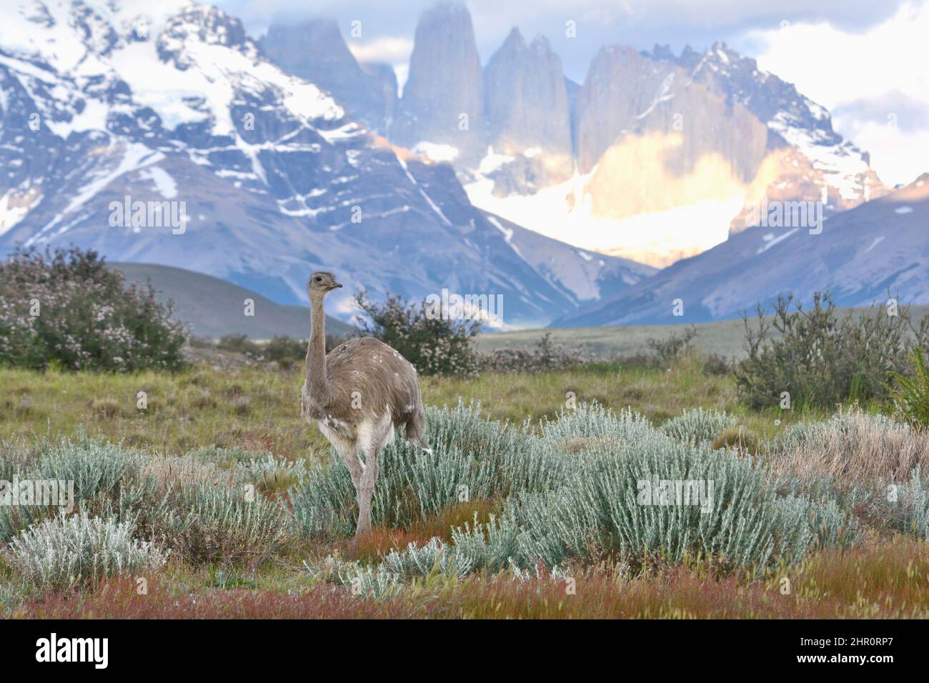 Rea menor (Rhea pennata), Parque Nacional Torres del Paine, XII Región de Magallanes y Antártida chilena, Chile Foto de stock