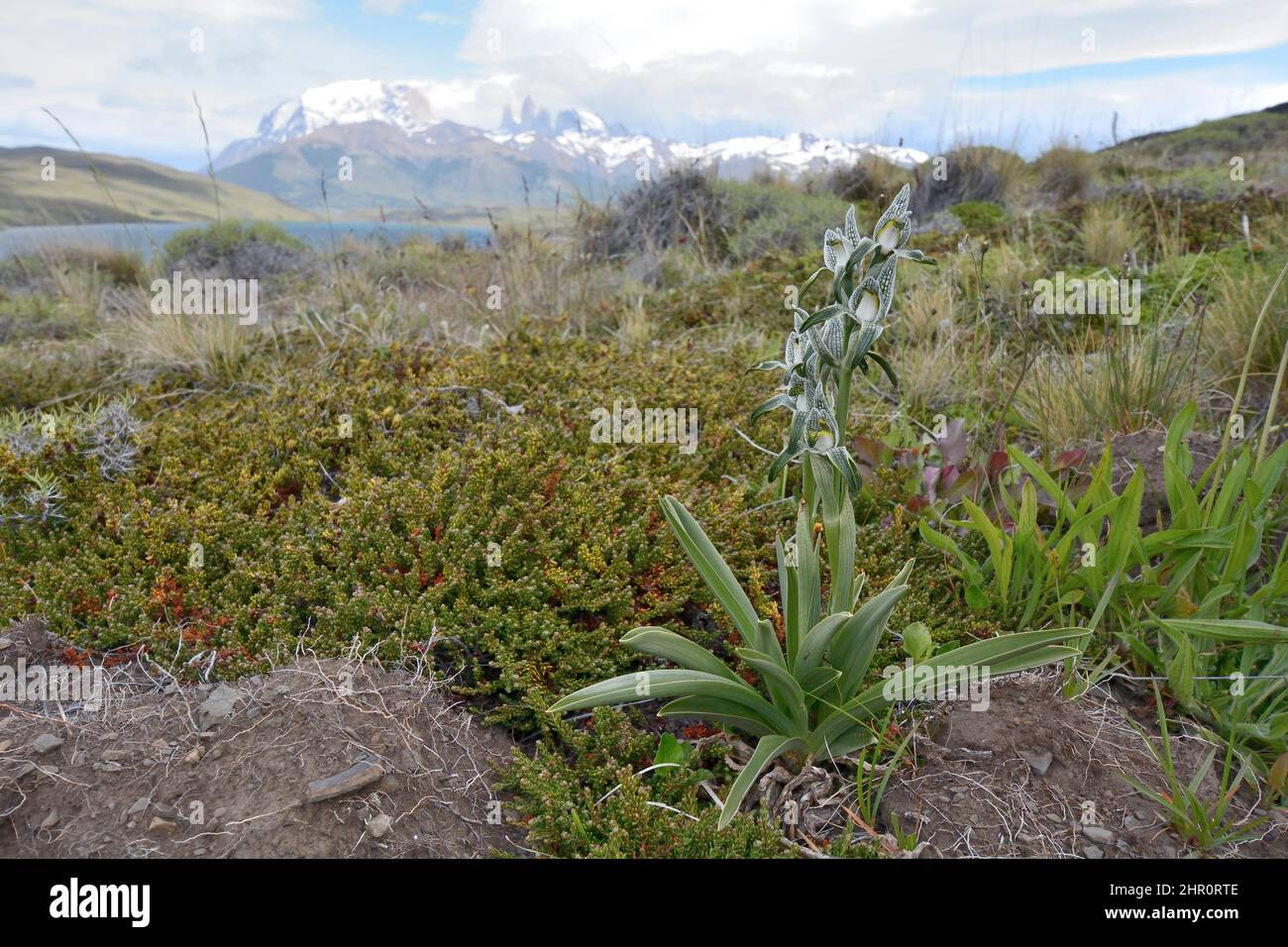 Orquídea Magallanes (Chloraea magellanica), Floración de Primavera, Parque Nacional Torres del Paine, XII Región Magallanes y Antártica Chilena, Chile Foto de stock