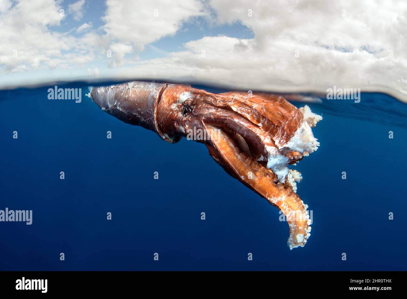 Calamar gigante. Restos de un calamar del género Architeuthis encontraron muertos a la deriva (probablemente atacados y comidos en parte por una ballena piloto, Globicephala macers Foto de stock
