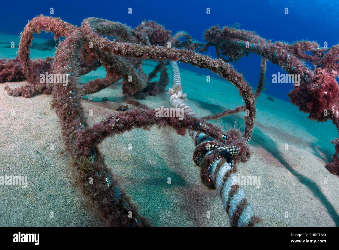 Cabos, basura en el mar. Curiosamente, algunos residuos se convierten en refugio y pequeños ecosistemas para algunas especies como los caballitos de mar (Hippocampus hipocampo) Foto de stock