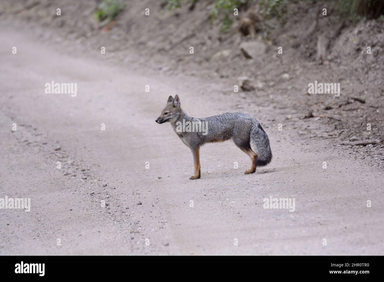Darwin Fox, Zorro chilote (Lycalopex fulvipes), adulto en verano, Parque Nacional Nahuelbuta, IX Región de Araucanía, Chile Foto de stock