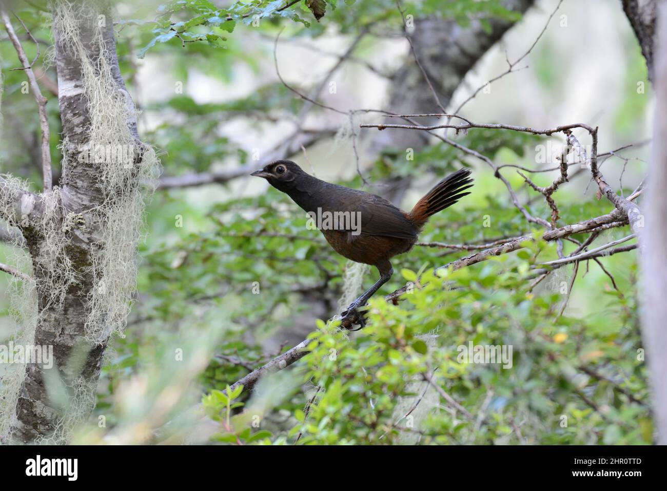 Huet-huet de garganta negra (Pteroptochos tarnii) en una rama del Parque Nacional Nahuelbuta, IX Región de Araucanía, Chile Foto de stock