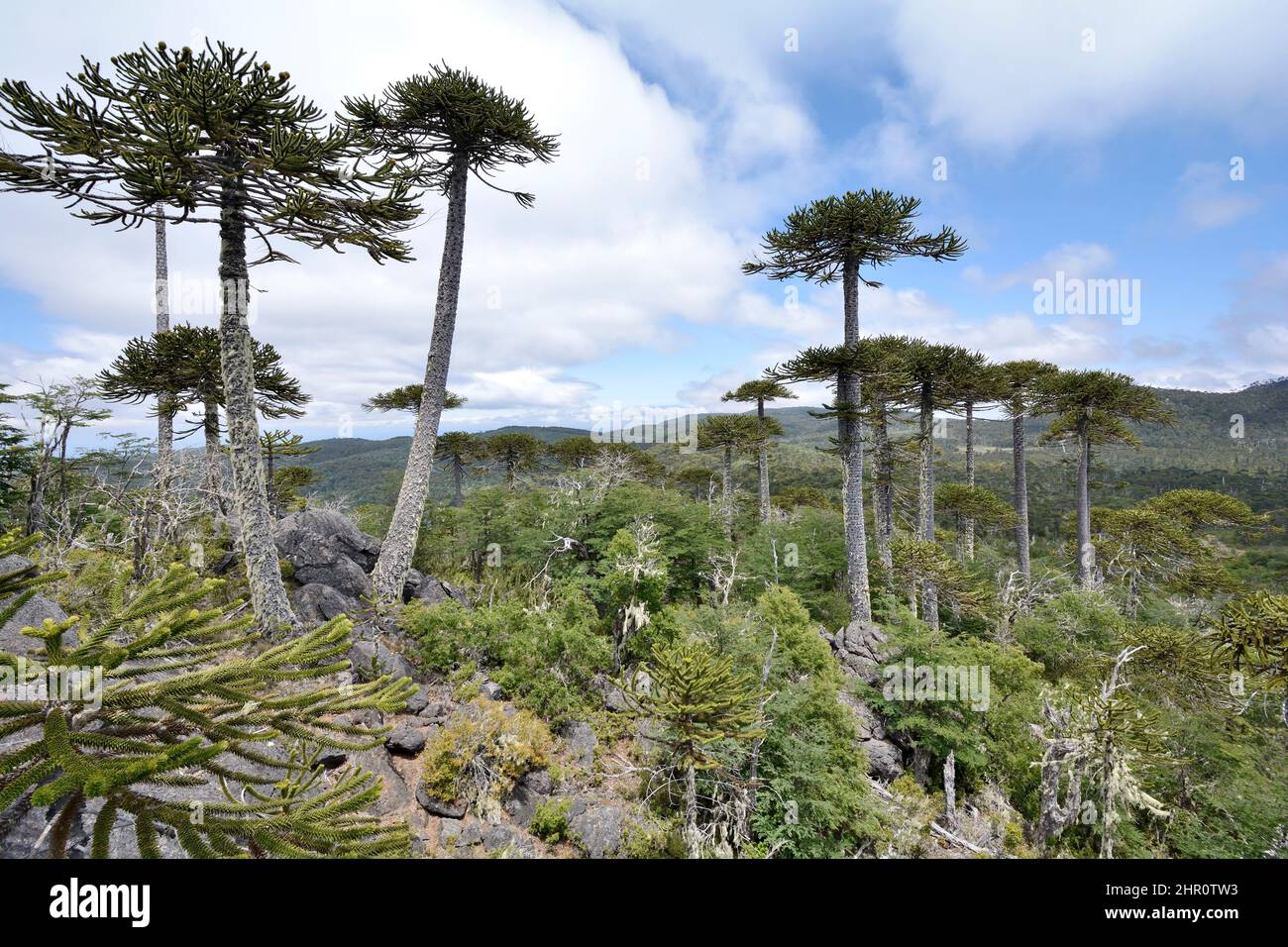 Bosque de araucana, Cerro Anay, Parque Nacional Nahuelbuta, IX Región de Araucanía, Chile Foto de stock