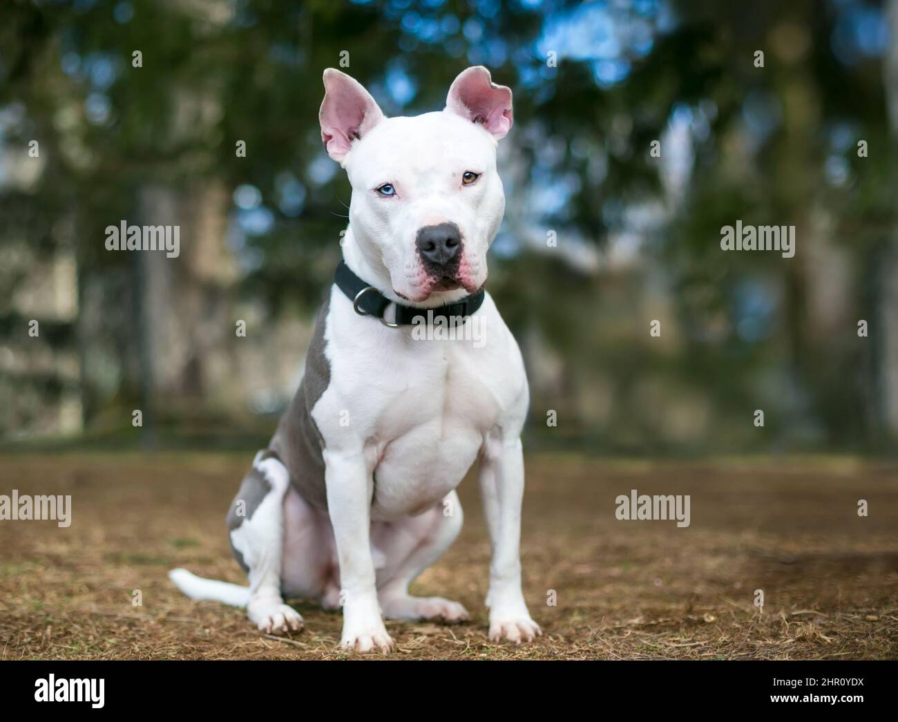 Un perro blanco de Pit Bull Terrier mezcló raza con heterocromia en sus ojos, un ojo azul y un ojo marrón Foto de stock