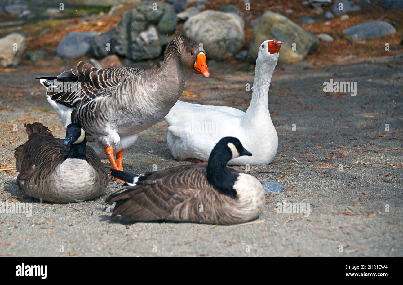 Ganso doméstico (Anser anser f. domestica), ganso feral y ganso canadiense, Grecia, Creta, Preveli Foto de stock