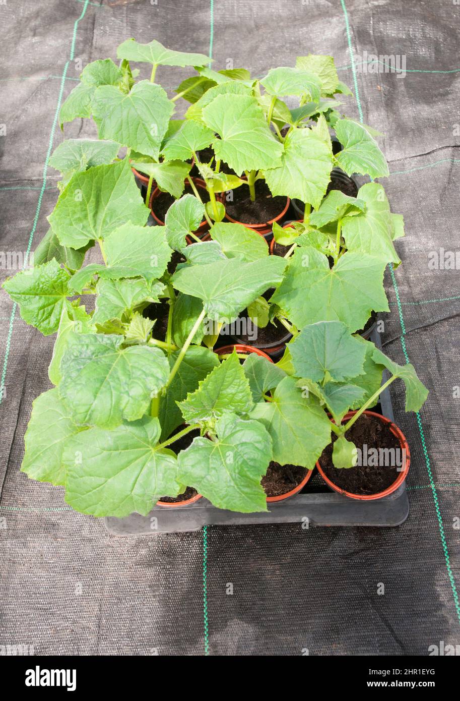 Plantas jóvenes de pepino en macetas pequeñas en una bandeja de lanzadera de 18 secciones lista para plantar. Foto de stock