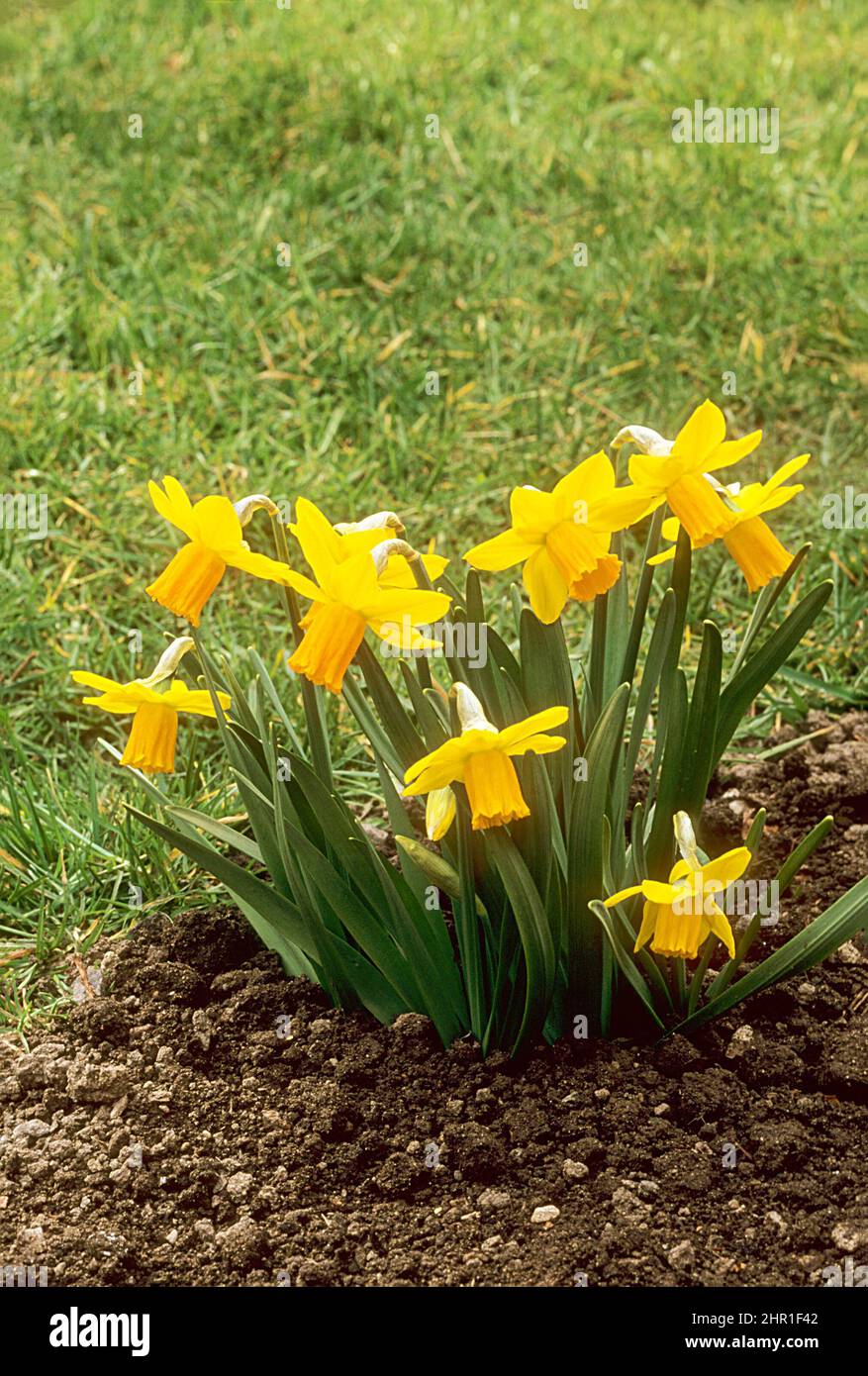 Un grupo de Narcissus Jetfire creciendo en la frontera del jardín en primavera. Este es un daffodill de la división 6 del cyclamineus que es floración de la primavera y totalmente robusto Foto de stock