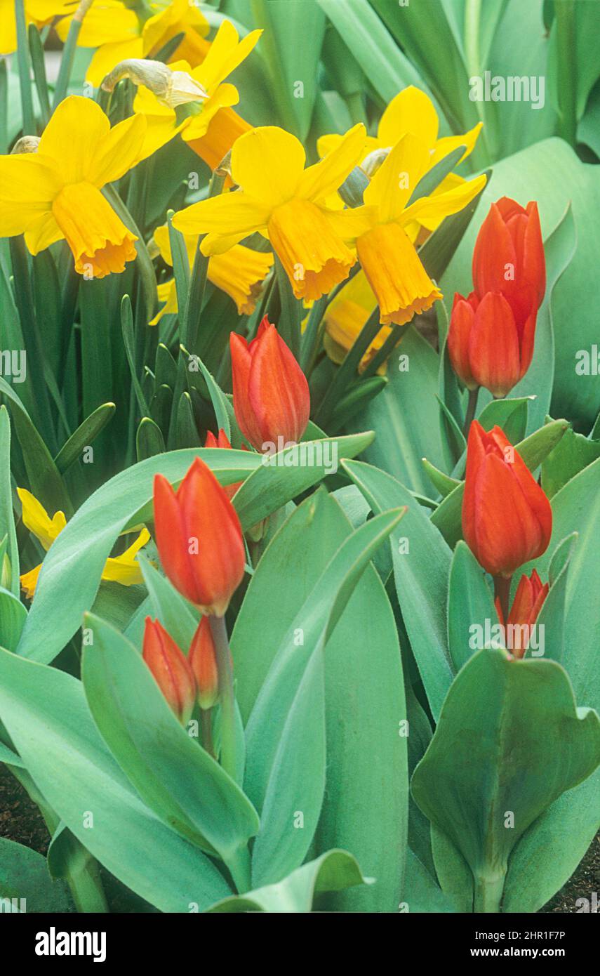Tulipanes Fusillier rojo con Narcissus Jet Fire Creciendo detrás en la frontera ambos pueden ser cultivados en los jardines de roca de las fronteras o contenedores y son completamente resistentes Foto de stock
