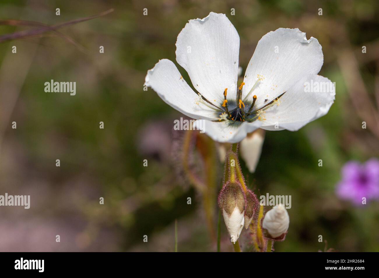 Primer plano de una flor blanca de Drosera cistiflora Foto de stock
