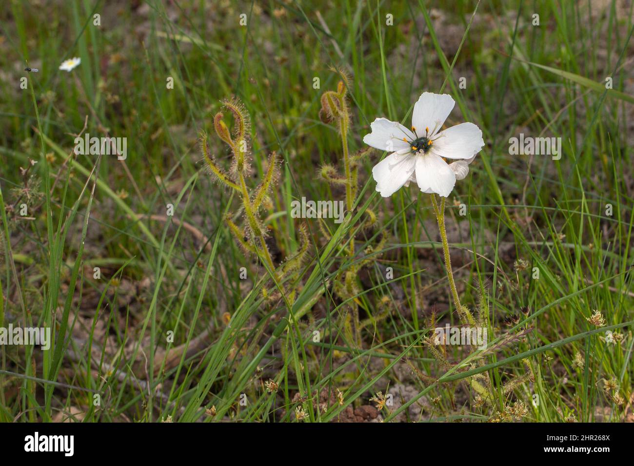 Drosera cistiflora con una flor blanca en hábitat natural cerca de Malmesbury en el Cabo Occidental de Sudáfrica Foto de stock