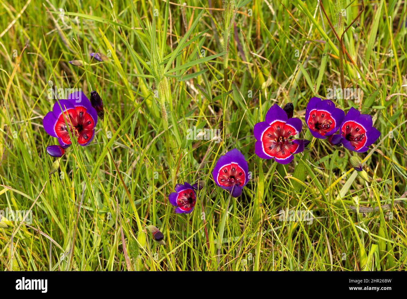 Grupo de flores de radianes Geissorhiza vistos cerca de Darling en el Cabo Occidental de Sudáfrica Foto de stock
