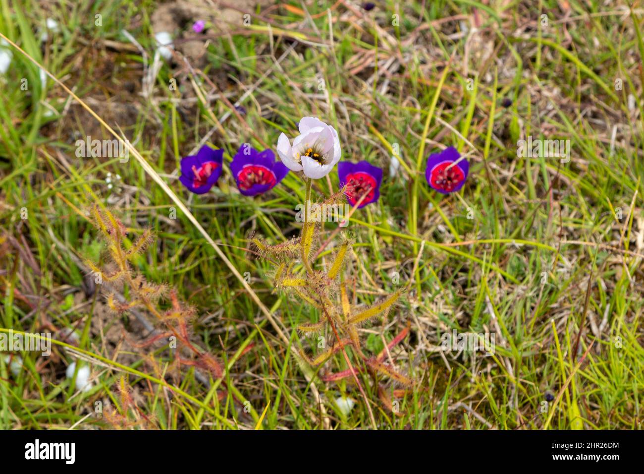 Cuatro flores de los bellos radianes de Geissorhiza y una flor blanca de Drosera cistiflora en hábitat natural en el Cabo Occidental de Sudáfrica Foto de stock