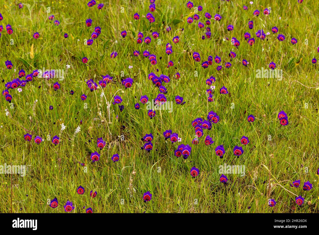 Plantas con flores de radianes Geissorhiza tomadas cerca de Darling, Cabo Occidental de Sudáfrica Foto de stock