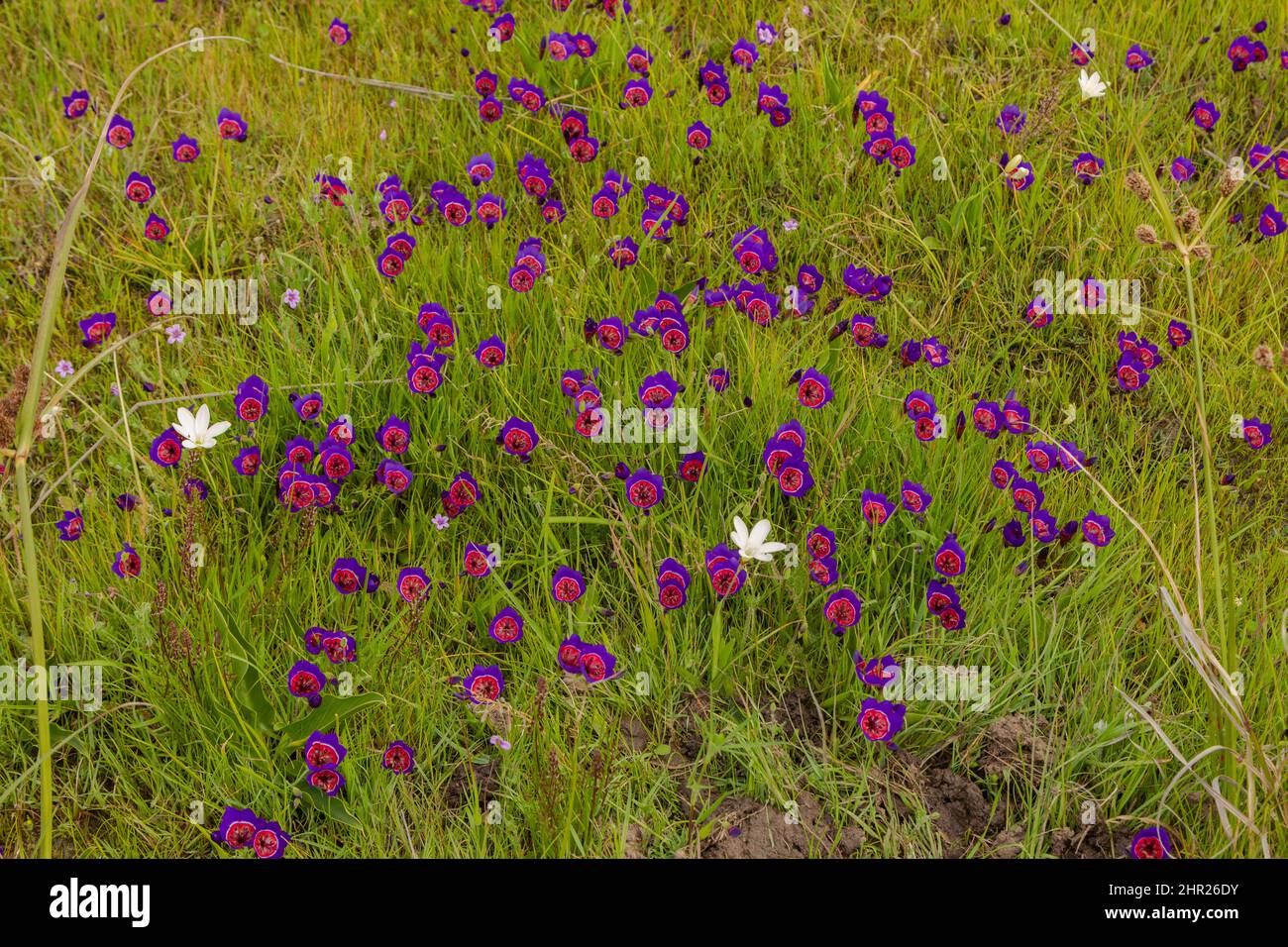 Primer plano de algunas flores de radianes Geissorhiza tomadas en hábitat natural cerca de Darling, en el Cabo Occidental de Sudáfrica Foto de stock