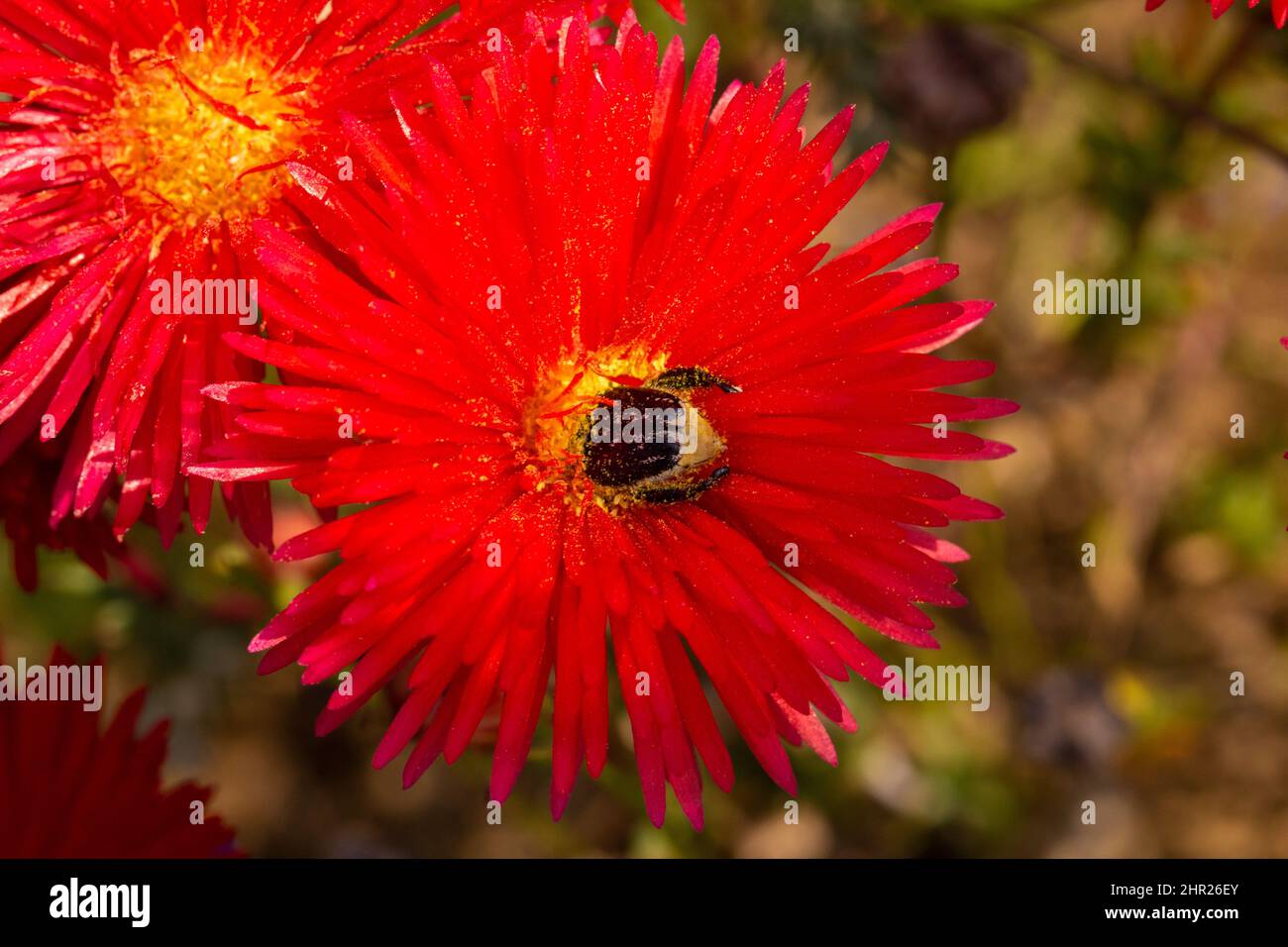 Un escarabajo de mono que poliniza el rojo de flor de Lampranthus coccineo cerca de Darling, Cabo Occidental de Sudáfrica Foto de stock