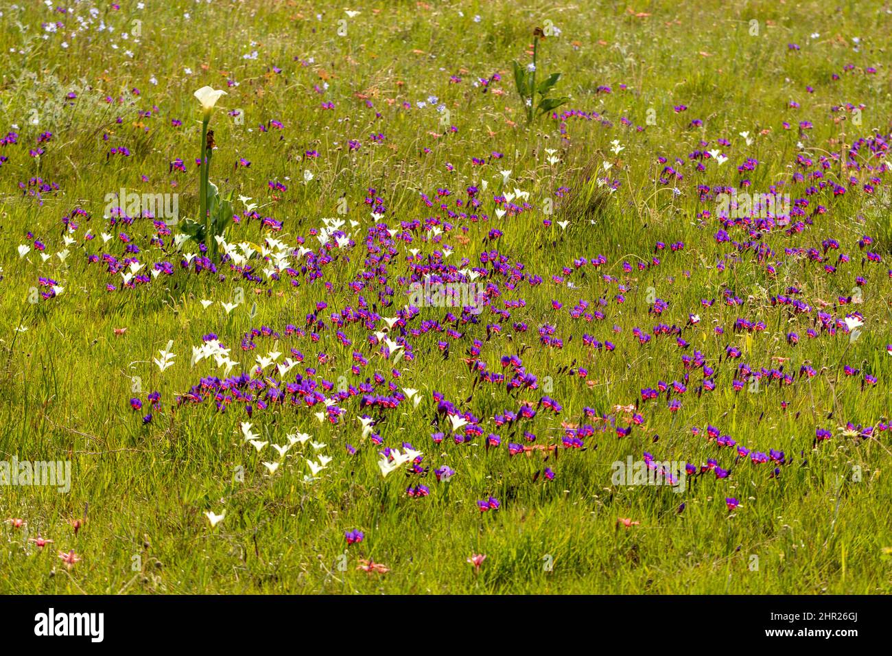 Visión general de un renosterveld cerca de Darling en el Cabo Occidental de Sudáfrica con flores Geissorhiza radianes y Sparaxis bulbifera Foto de stock