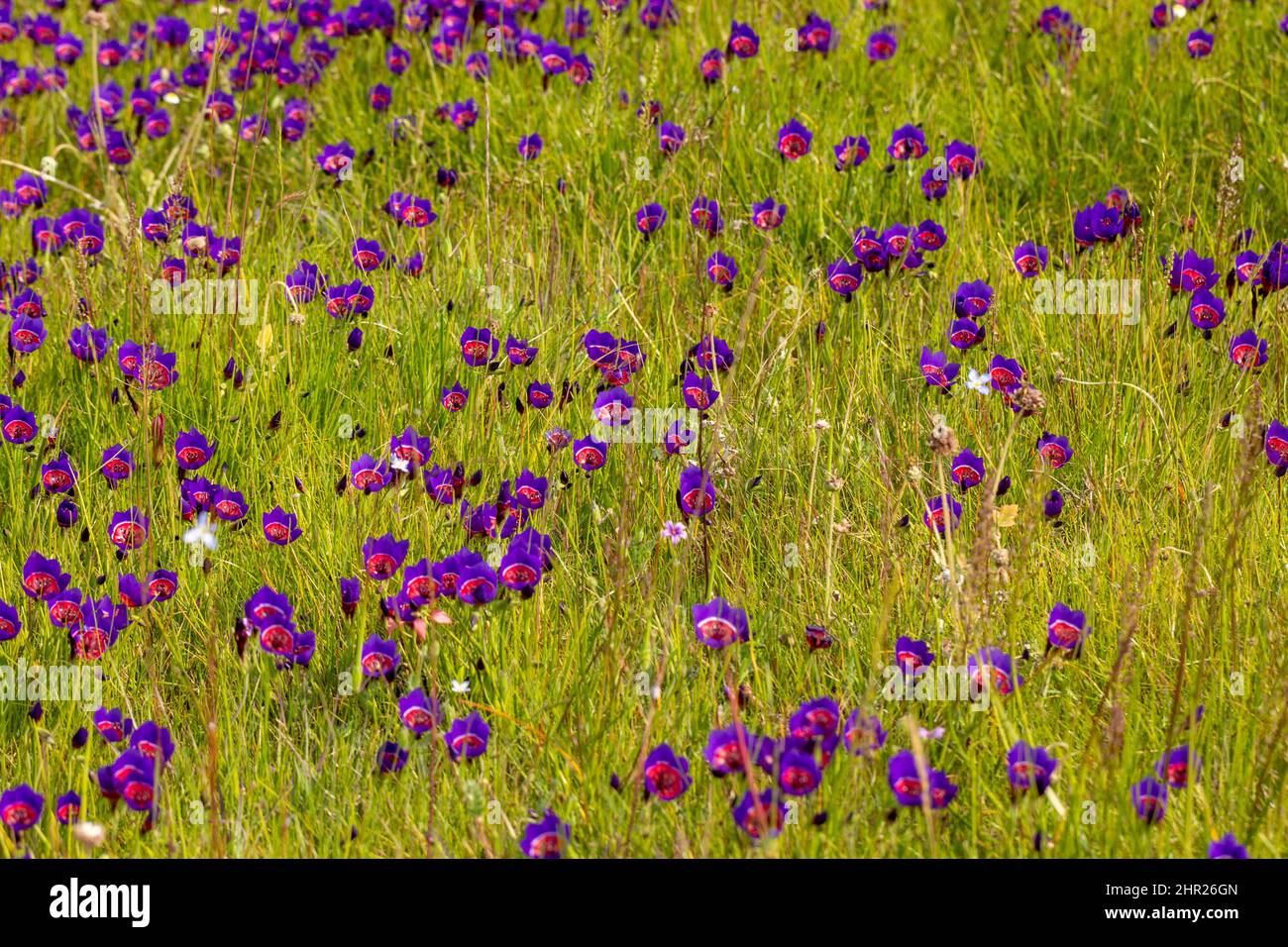 Flores de los hermosos radianes Geissorhiza cerca de Darling en el Cabo Occidental de Sudáfrica Foto de stock
