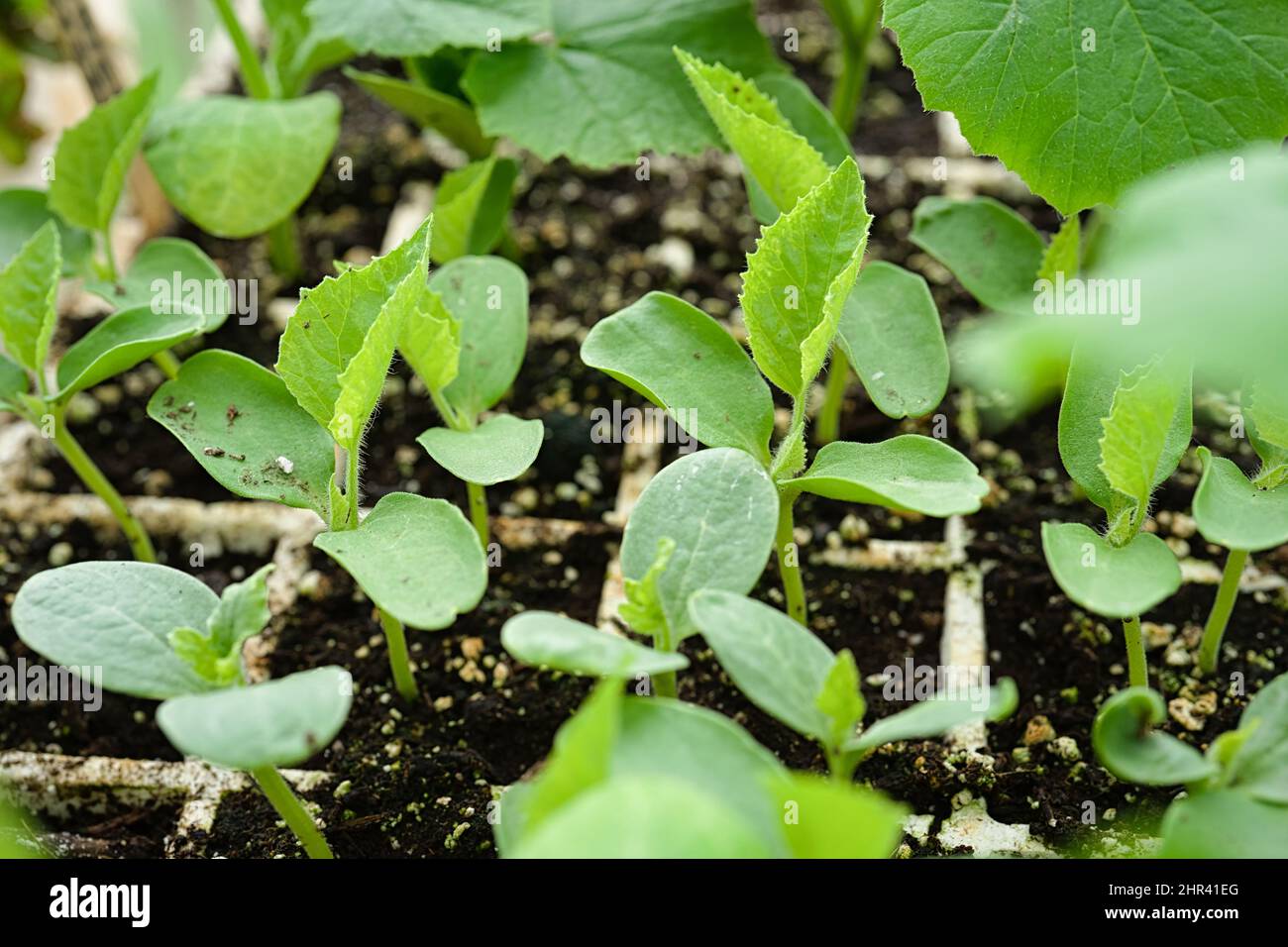 Semilleros jóvenes de pepino que crecen en un ambiente de invernadero. Foto de stock